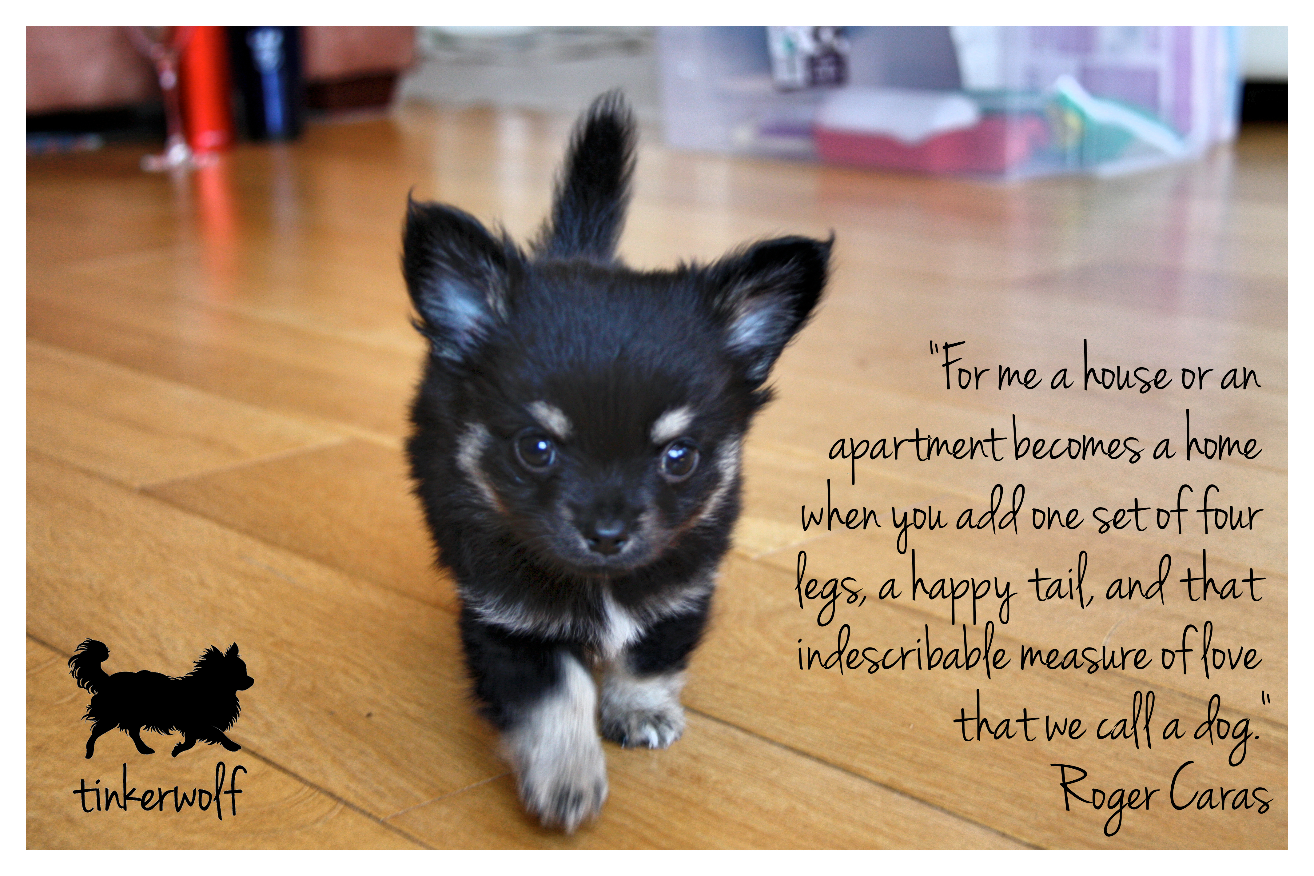 tinkerwolf dog photo quotes 19 A house be es a home “